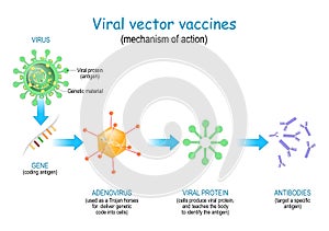 Viral vector vaccines photo