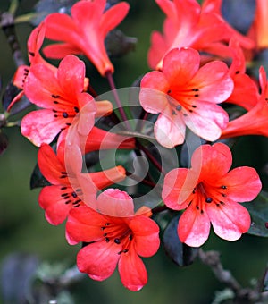 Vireya Rhododendron - Cyprian