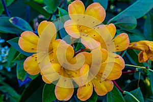 Vireya Rhododendron yellow flower, isolated