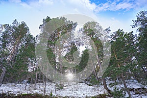 Virgen de la Vega snow pine forest in Teruel