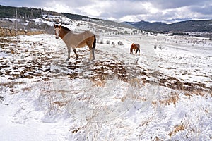 Virgen de la Vega snow village horse in Teruel Spain