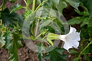 Virgin cucumber wild kind of white flowering eggplant thorns Common symptoms are dizziness, fast heart rate, palpitations, stagger