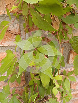 Virgin fig leaf