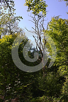 Virgin forest - Reinhardswald-VII-