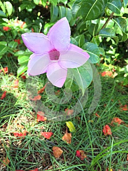 Virgin Islands Flowers