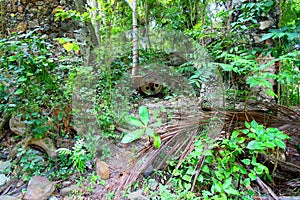 Virgin Islands Tropical Vegetation