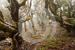 Virgin mountain rainforest of Marlborough, NZ