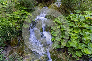 Virgin nature of Plitvice lakes national park, Croatia