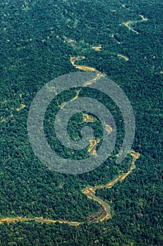 Virgin rainforest in New Guinea