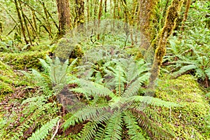 Virgin rainforest wilderness of Fiordland NP NZ