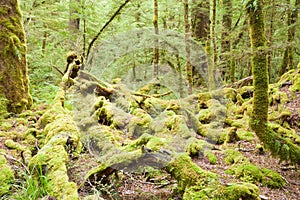 Virgin rainforest wilderness of Fiordland NP NZ