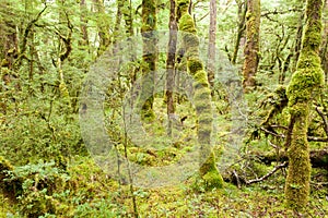 Virgin rainforest wilderness of Fiordland NP NZ