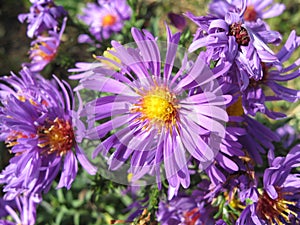 Virgin violet asters