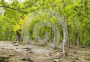 Virgin young mountain forest