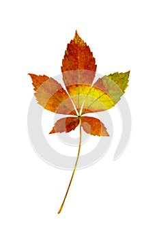 Virgina Creeper leaf on white background.
