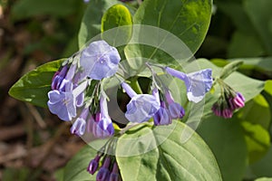 Virginia Bluebell Blooming