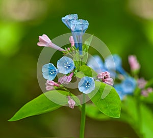 Virginia Bluebell (Mertensia virginica) Flowers