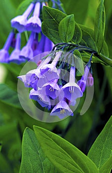 Virginia Bluebells  54672