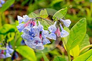 Virginia Bluebells Cluster