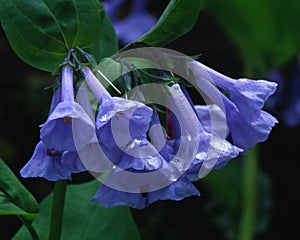 Virginia Bluebells decorated with rain drops