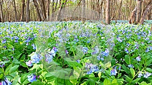 Virginia Bluebells in Illinois