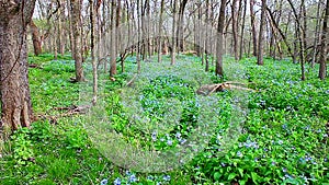 Virginia Bluebells in Illinois