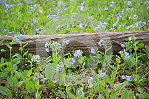 Virginia Bluebells and log