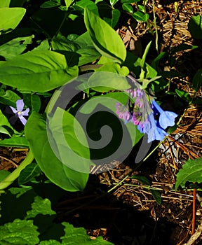 Virginia Bluebells, Mertensia virginica