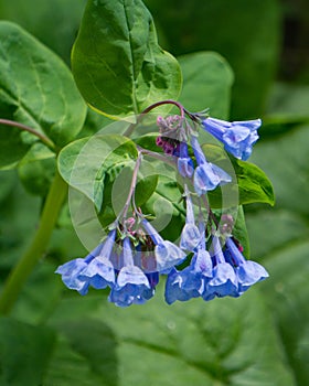 Virginia Bluebells, Mertensia virginica