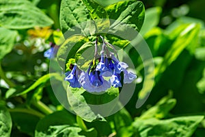 Virginia Bluebells, Mertensia virginica