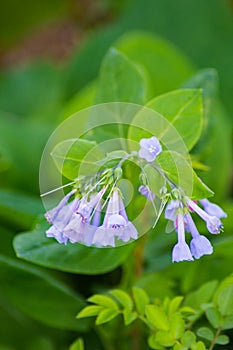 Virginia Bluebells, Mertensia virginica