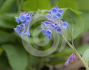 Virginia Bluebells in Virginia