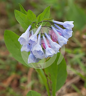 Virginia Bluebells