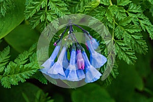 Virginia Bluebells â€“ Mertensia virginica