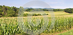 Virginia Cornfield and Mountains