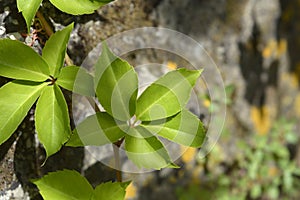 Virginia creeper