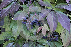 Virginia Creeper