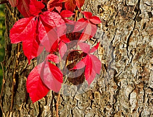 Virginia creeper.