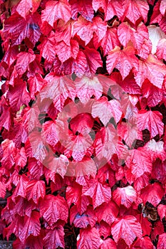 Virginia Creeper