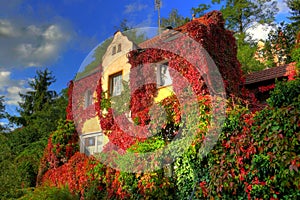 Virginia creeper photo