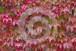 Virginia Creeper in autumn