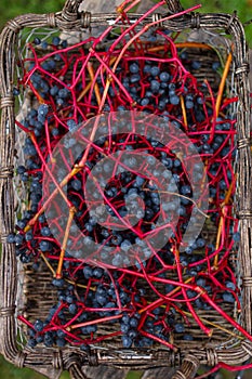 virginia creeper in autumn colors, dark blue berries