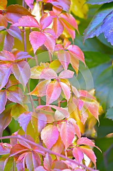 Virginia creeper in autumn, parthenocissus
