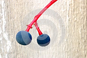 Virginia Creeper Berry Pair on Wood