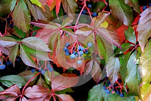 Virginia creeper, blue berries and red leaves