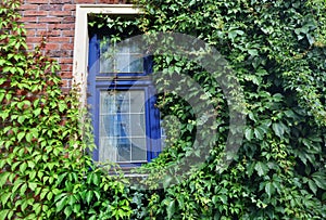 Virginia creeper and old window