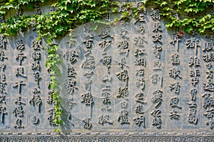 Virginia creeper and Chinese Calligraphy Carving