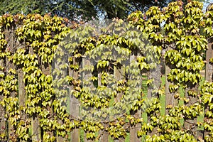 Virginia creeper climbing over a wooden fence in the Spring show