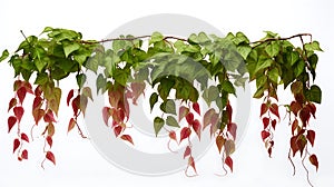 Virginia creeper hanging group plants isolated on white background