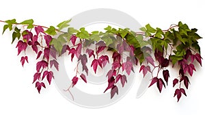 Virginia creeper hanging group plants isolated on white background